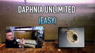 How I Raise Daphnia Water Fleas And You Can Too [upl. by Crispen938]