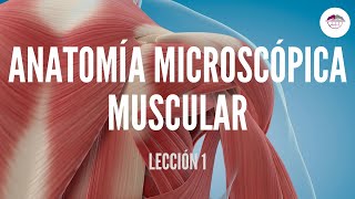 1 ANATOMÍA MICROSCÓPICA MUSCULAR FISIOLOGÍA MUSCULAR [upl. by Akirat454]