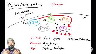 PI3KAkt pathway  part 1 Overview [upl. by Ybrad]