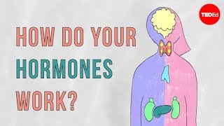 How do your hormones work  Emma Bryce [upl. by Eelahc187]