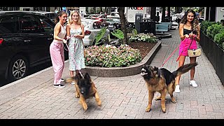 Protection dogs in action Protecting owner and friends OFF LEASH obedience [upl. by Idnahr]