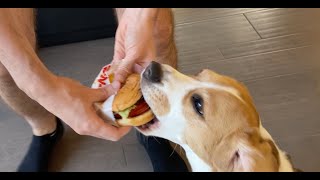 Cute beagle goes to InNOut Burger [upl. by Asaret342]