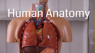 Basic Human Anatomy for Beginners [upl. by Alius285]