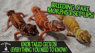 KNOB TAILED GECKOS everything you need to know [upl. by Hubbard]