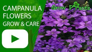 Campanula flowers plant  growing and care [upl. by Carly]