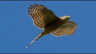 Sparrowhawk Bird Call Bird Song [upl. by Llenart683]