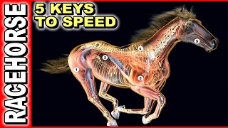 5 Keys To Race Horse Speed [upl. by Iridissa233]