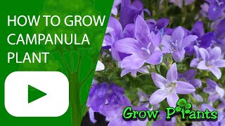 How to grow Campanula plant Bellflower plant [upl. by Caralie516]