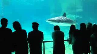 Shark Bay An Attraction at Sea World Gold Coast [upl. by Smada]