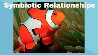 Examples of Symbiotic Relationships [upl. by Aira]