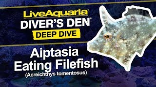 LiveAquaria® Diver’s Den® Deep Dive Aiptasia Eating Filefish Acreichthys tomentosus [upl. by Eiluj]