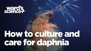 Caring and Culturing for Daphnia [upl. by Ahsinel]