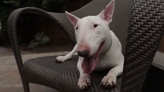 Bull Terrier 101 Is the Bull Terrier Right for You [upl. by Mishaan]