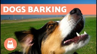 The Best Barking Dogs Compilation [upl. by Fischer289]