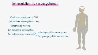 Introduktion til nervesystemet [upl. by Edithe]