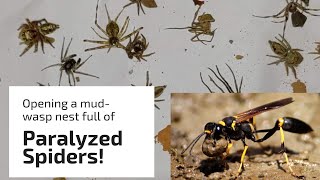 Mud wasp catches over 25 spiders for her nest [upl. by Nilloc]