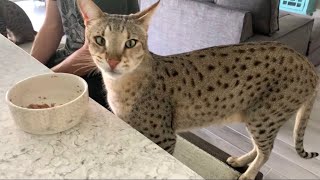 Our Big F2 Savannah Cat Kumba Big Cat Gentle Giant cute cats SavannahCat [upl. by Laurentia]