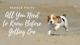 Facts About Beagle Dogs 101All You Need to Know [upl. by Atalanti]