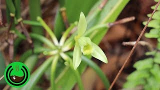 Cultivar Vainilla de la manera correcta [upl. by Kcin]