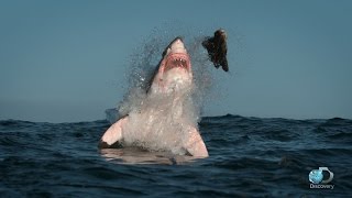 Breaching Great White Sharks  Shweekend [upl. by Maupin]