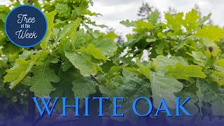 Tree of the Week White Oak [upl. by Cart]