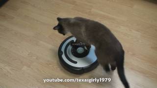 Cat shows HOW TO use iRobot Roomba Vacuum [upl. by Ahsienauq]