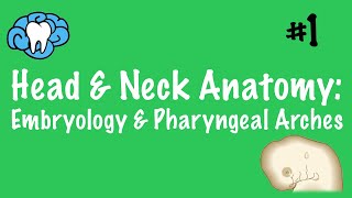 Head amp Neck Anatomy  Embryology amp Pharyngeal Arches  INBDE [upl. by Winni683]