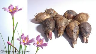 How To Grow Rain Lily From Bulbs  Grow zephyranthes Lily From Bulbs [upl. by Giesser]