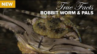 True Facts Bobbit Worm and Polychaete Pals [upl. by Currie36]