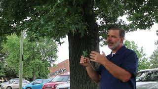 Pin oak Quercus palustris  Plant Identification [upl. by Jocelin]