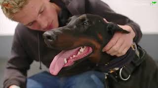 THE DOBERMAN  FULLY TRAINED PROTECTION DOG [upl. by Nerita]