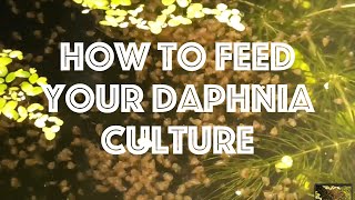 How To Feed Your Daphnia Culture [upl. by Bain]