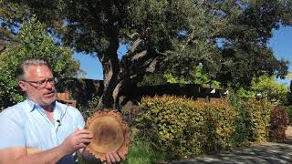 Cork Oak Quercus suber [upl. by Odericus]