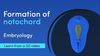 Notochord Formation  Best 3D Medical learning App  MediMagic [upl. by Wernher]