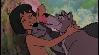 Mowgli Gets licked by Wolves  The Jungle Book 1967 [upl. by Colet]