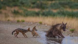 Jackals vs Brown Hyena [upl. by Eiramlatsyrc708]