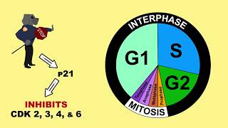 p53 Tumour Suppressor and MDM2 [upl. by Wallach]