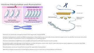 Histone Methylation and Acetylation [upl. by Aleciram]