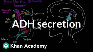 ADH secretion  Renal system physiology  NCLEXRN  Khan Academy [upl. by Engleman]