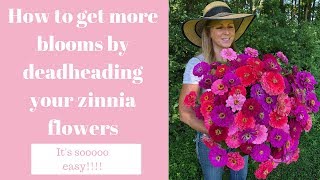 How to get more blooms by deadheading your zinnia flowers [upl. by Atsirhcal]