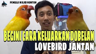 CARA CEPAT MENGELUARKAN DOBELAN LOVEBIRD JANTAN [upl. by Kcirdderf]