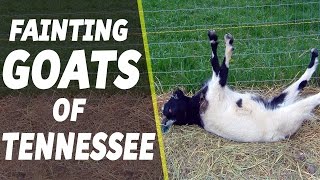 Fainting Goats of Tennessee [upl. by Arela]