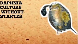 HOW TO CULTURE DAPHNIA NATURALLY WITHOUT A STARTER [upl. by Nuahsel176]