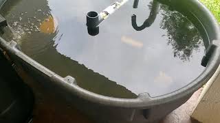 How I Started Raising Tilapia and Catfish  Small Scale Aquaculture [upl. by Hyo]