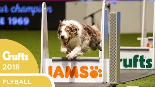 Flyball  Team Final  Crufts 2018 [upl. by Ramona]