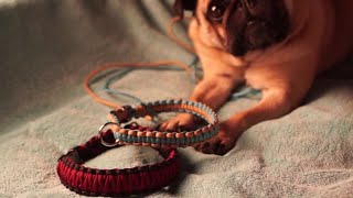 DIY Paracord Hundehalsband [upl. by Lister913]