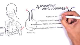 Lung Function  Lung Volumes and Capacities [upl. by Vena]