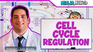 Cell Biology  Cell Cycle Regulation [upl. by Lenwood]