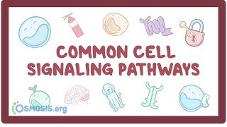 Common cell signaling pathway [upl. by Nayar]