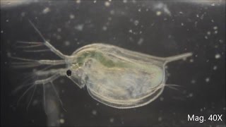 Daphnia magna under the Microscope [upl. by Wiltshire]